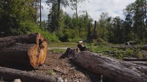 Best Emergency Tree Removal  in Arche, OK