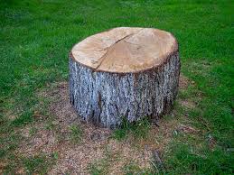 Best Tree Risk Assessment  in Arche, OK