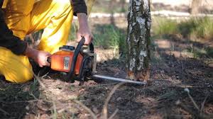 Best Weed Control  in Arche, OK