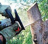 Reliable Okarche, OK Tree Services Solutions