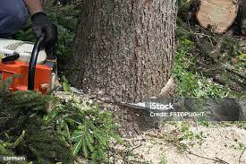 Best Tree Health Inspection  in Arche, OK