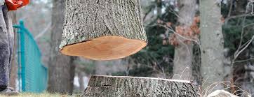 Best Tree Maintenance Programs  in Arche, OK