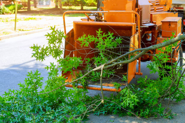 Best Commercial Tree Services  in Arche, OK