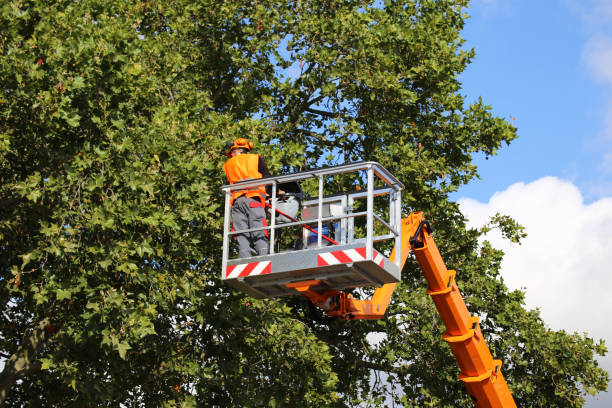 Best Tree Mulching  in Arche, OK