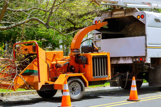 Best Tree Removal  in Arche, OK