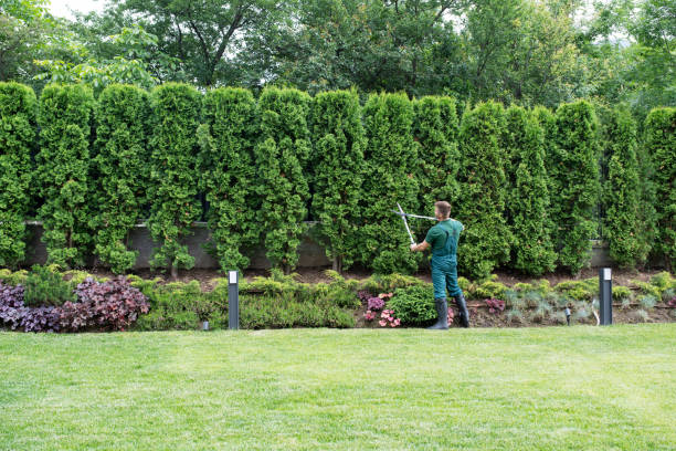 Best Organic Lawn Care Solutions  in Arche, OK