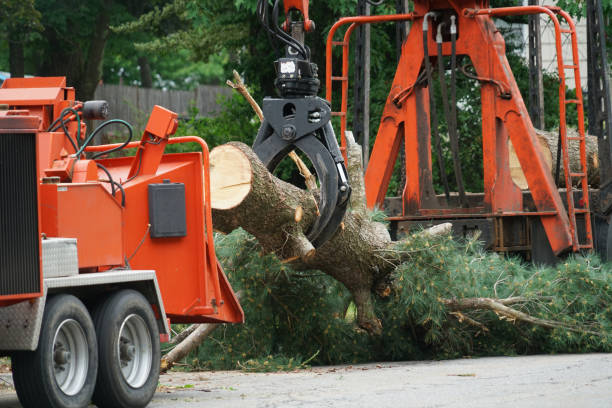 Leaf Removal in Okarche, OK