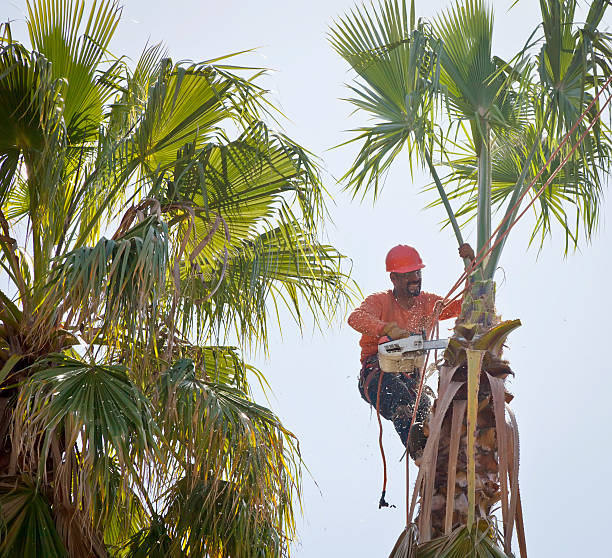 How Our Tree Care Process Works  in  Okarche, OK