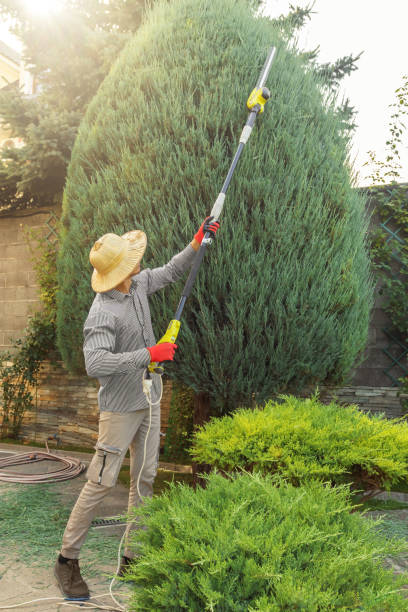 Best Tree Disease Treatment  in Arche, OK